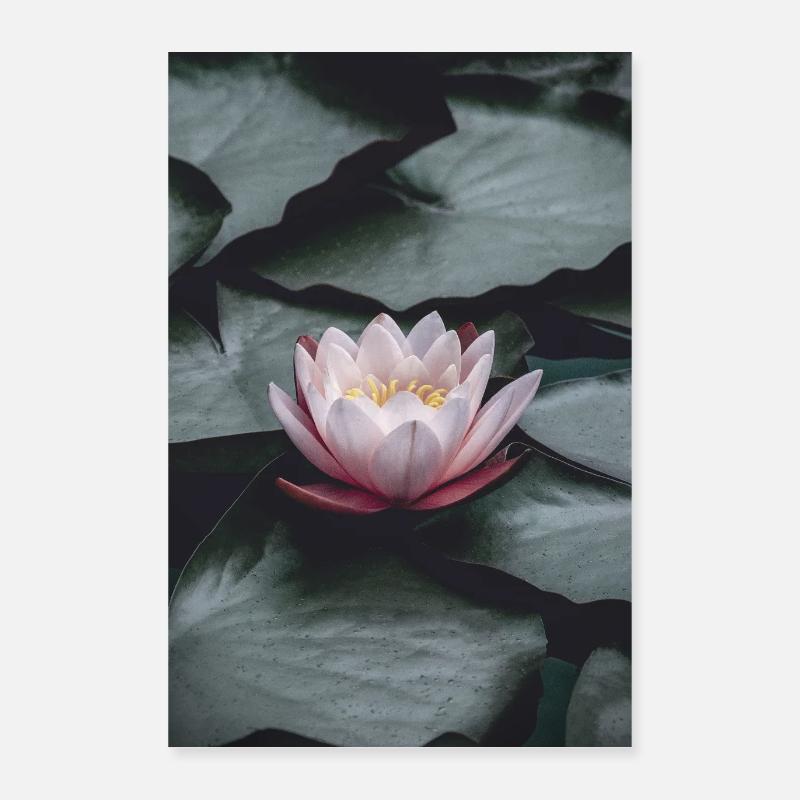 Nénuphar Poster 40 x 60 cm