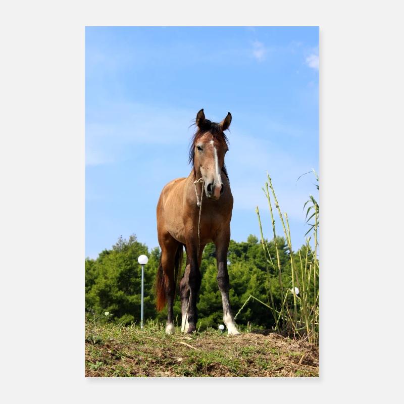 cheval Poster 40 x 60 cm