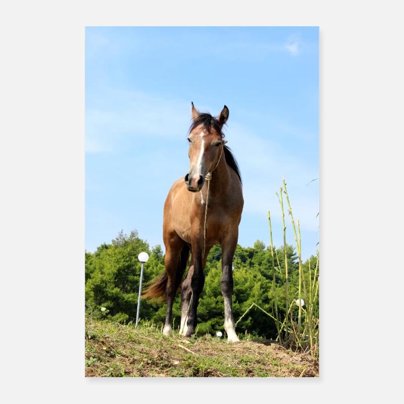 horse Poster 16" x 24" (40x60 cm)