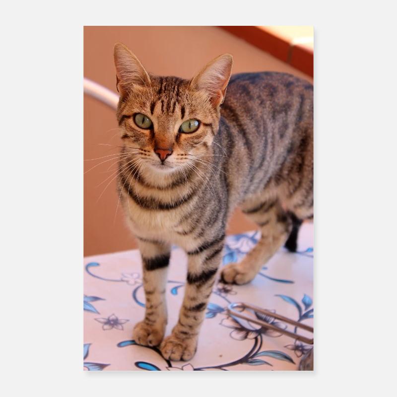 chat, chaton Poster 40 x 60 cm
