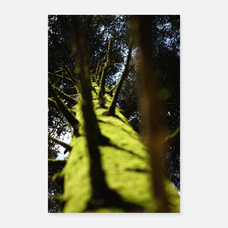 Low-Angle Tree Douglas fir Poster 16" x 24" (40x60 cm)