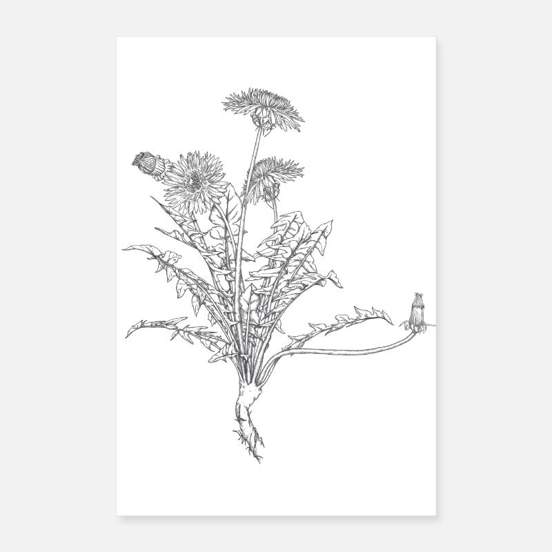 Löwenzahn Poster Poster 40x60 cm