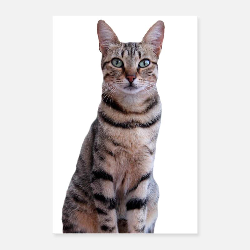 Cat Kitten Poster 16" x 24" (40x60 cm)