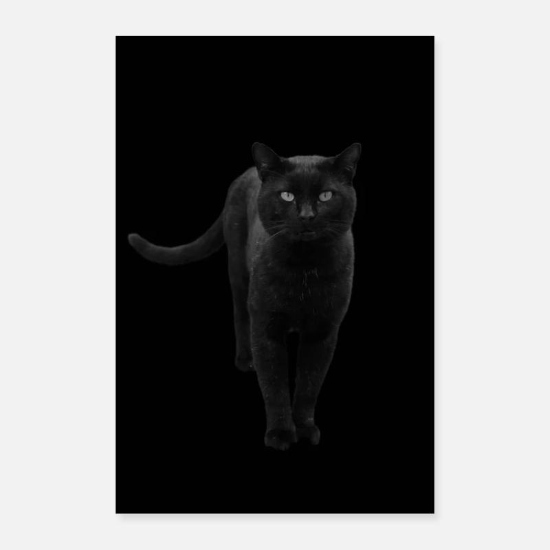 black cat kitten cat Poster 16" x 24" (40x60 cm)