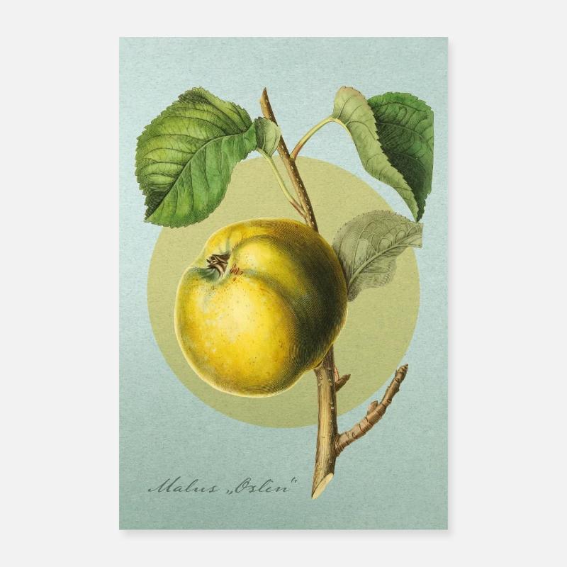 Botanical vintage drawing | Apple - Poster 16" x 24" (40x60 cm) - white