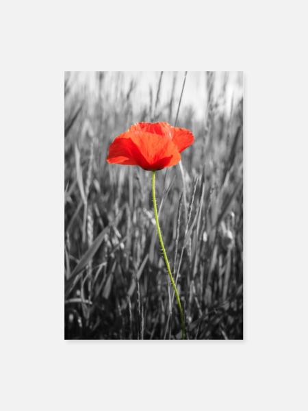 MAK-Mohnblume-Blumen-Plakat - Poster 40x60 cm - Weiß