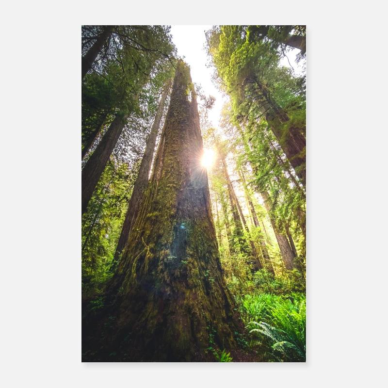 Forest Morning deco Poster 16" x 24" (40x60 cm)