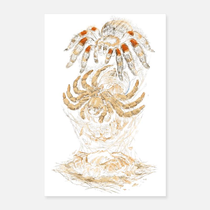 Tarentule Poster 40 x 60 cm