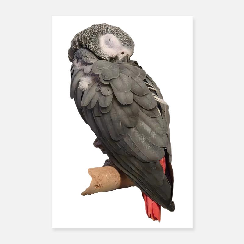 Sleeping Bird Grey Parrot Poster 16" x 24" (40x60 cm)