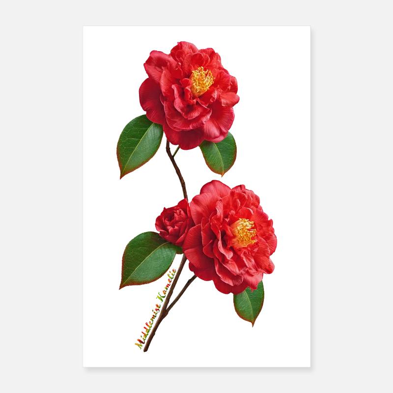 Camélia de la Middlemist – La fleur la plus rare au monde Poster 40 x 60 cm