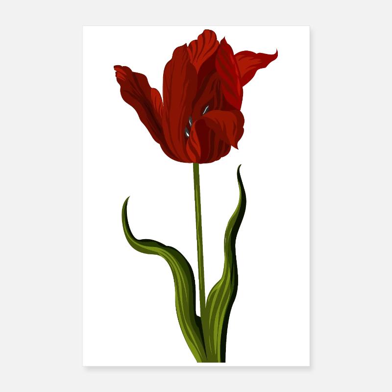 Tulipe rouge Poster 40 x 60 cm
