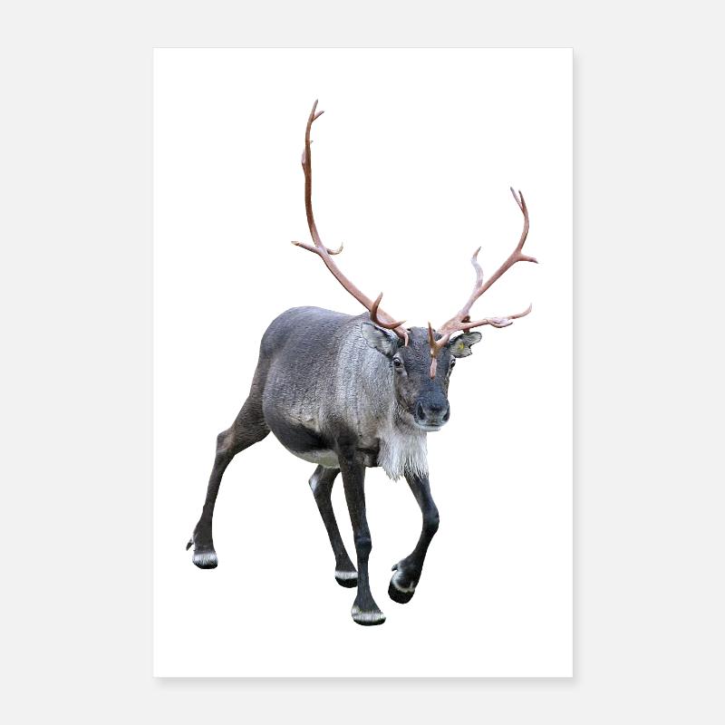 renne Poster 40 x 60 cm