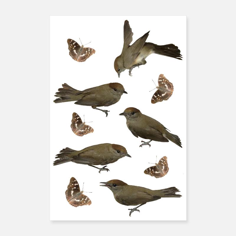 Sperlingsvogel Mönchsgrasmücke mit Schillerfalter Poster 40x60 cm