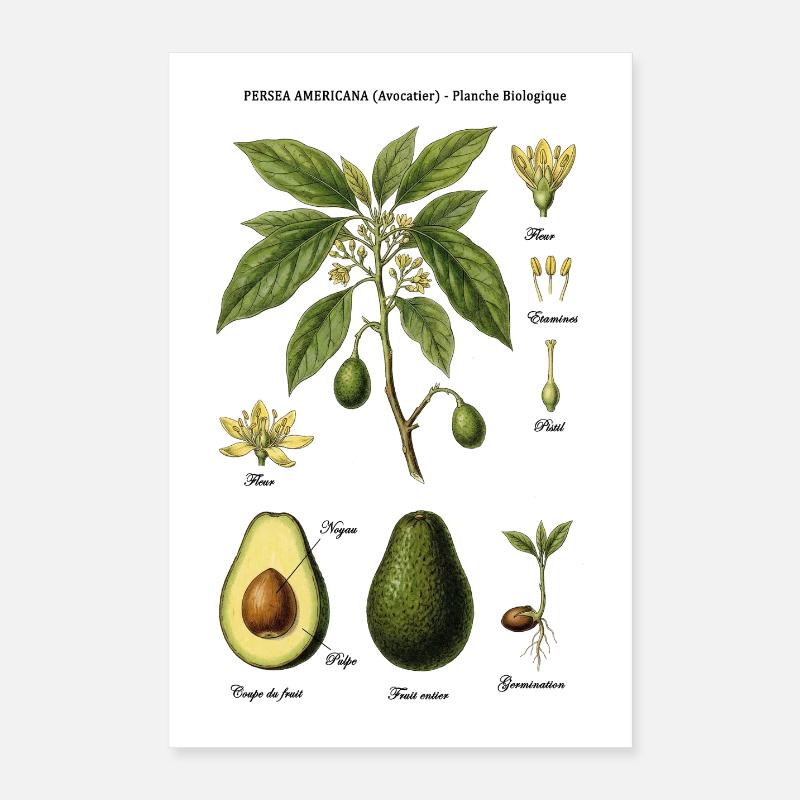 Botanical Board Avocado Tree Naturstudie Poster 40x60 cm
