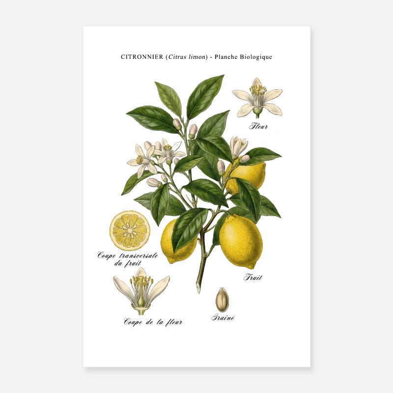 Vintage Lemon Tree Botanical Board Poster 16" x 24" (40x60 cm)