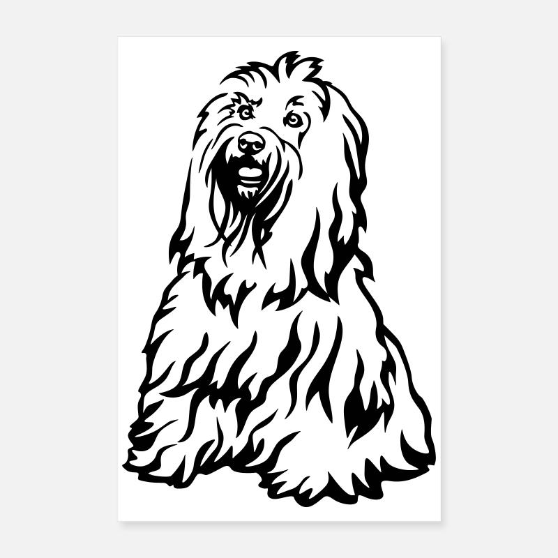Terrier tibétain Poster 40 x 60 cm