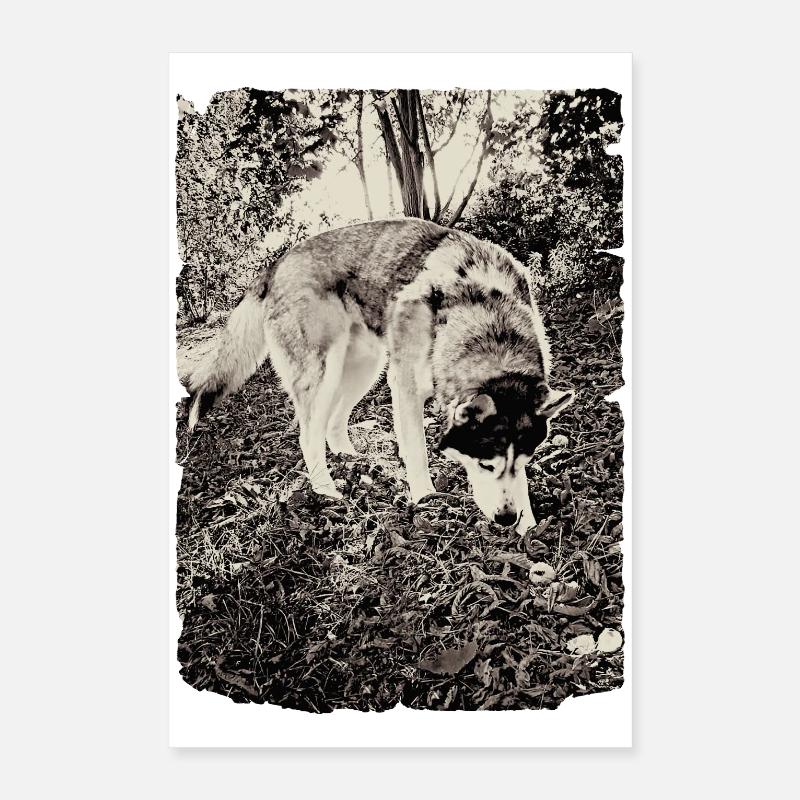 Husky dans la forêt en noir et blanc Poster 40 x 60 cm
