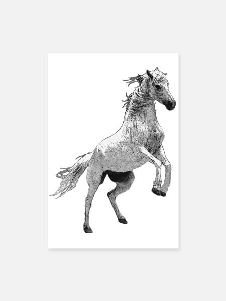 cavaliers, équitation nationale, équitation - Poster 40 x 60 cm - blanc - Devant