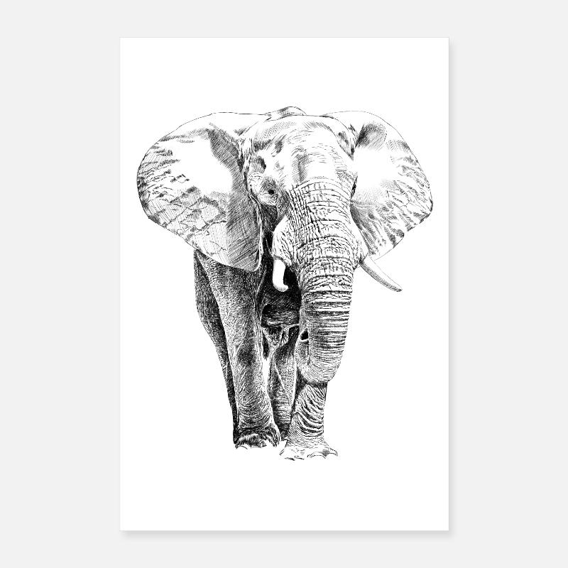 Elefant Poster 40x60 cm