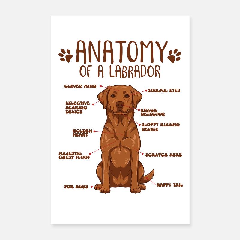 Anatomie eines Fox Red Labradors Poster 40x60 cm