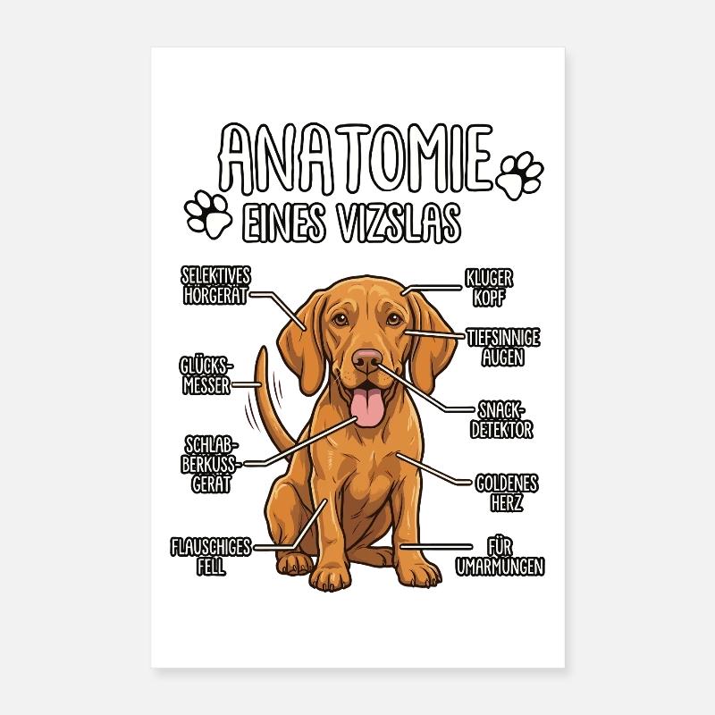 Vizsla : La Véritable Anatomie Poster 40 x 60 cm