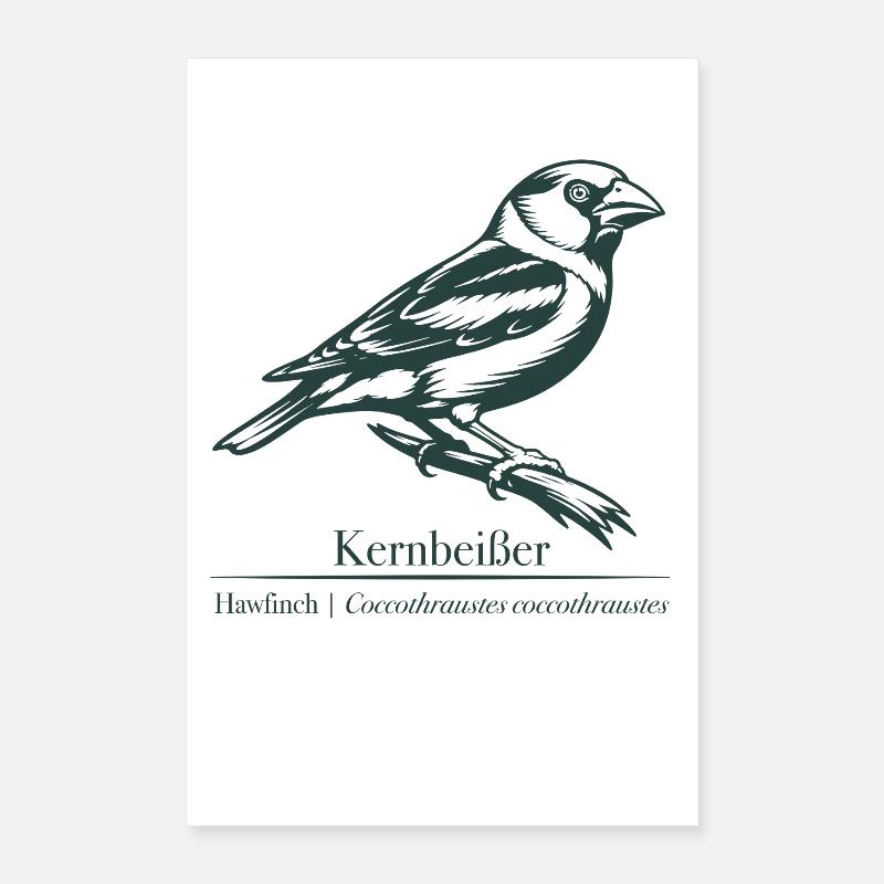 Hawfinch Silhouette | Ornithology | Drawing Poster 16" x 24" (40x60 cm)
