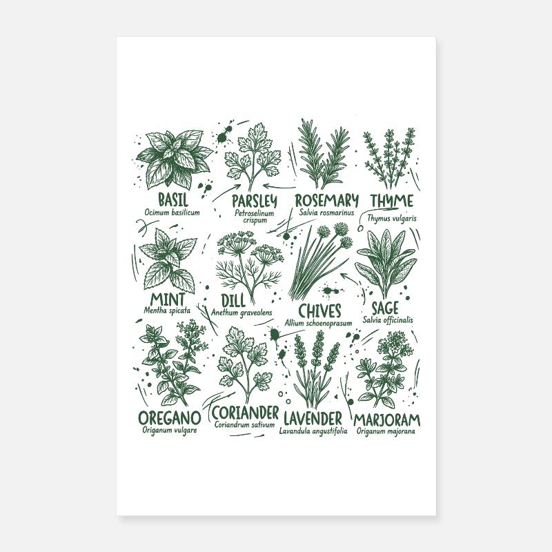 Herbs Botany Kitchen basilic Romarin Poster 40 x 60 cm