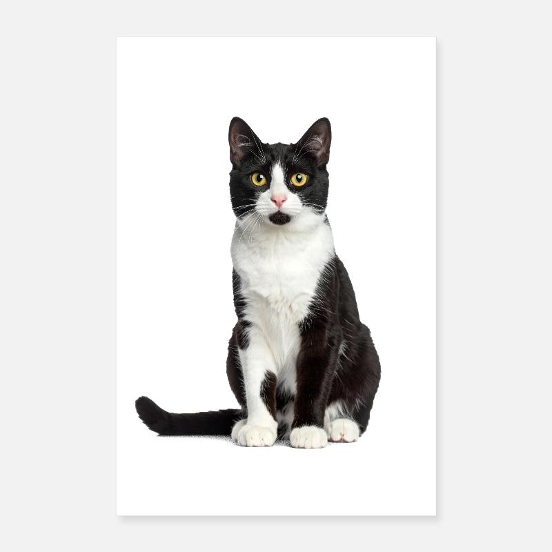 Black/White Cat – Good Pet Edition Poster 40x60 cm