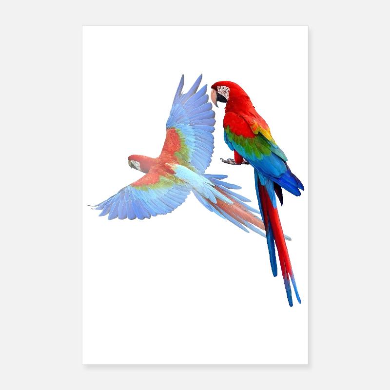Perroquet Poster 40 x 60 cm