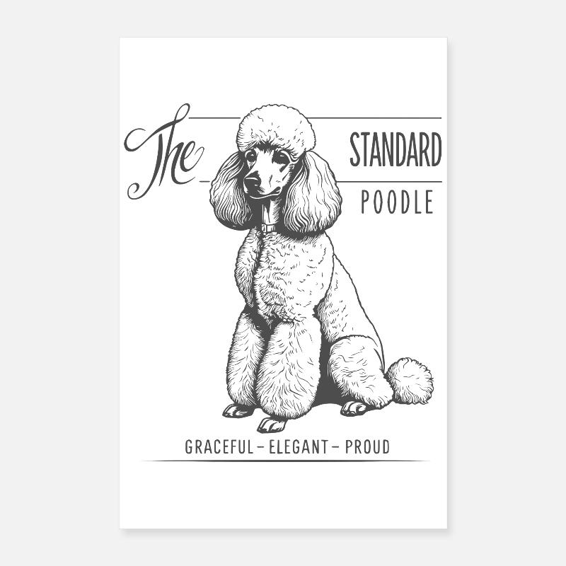 Caniche standard Élégance et fierté Poster 40 x 60 cm
