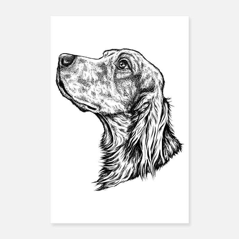 Portrait de setter irlandais Poster 40 x 60 cm