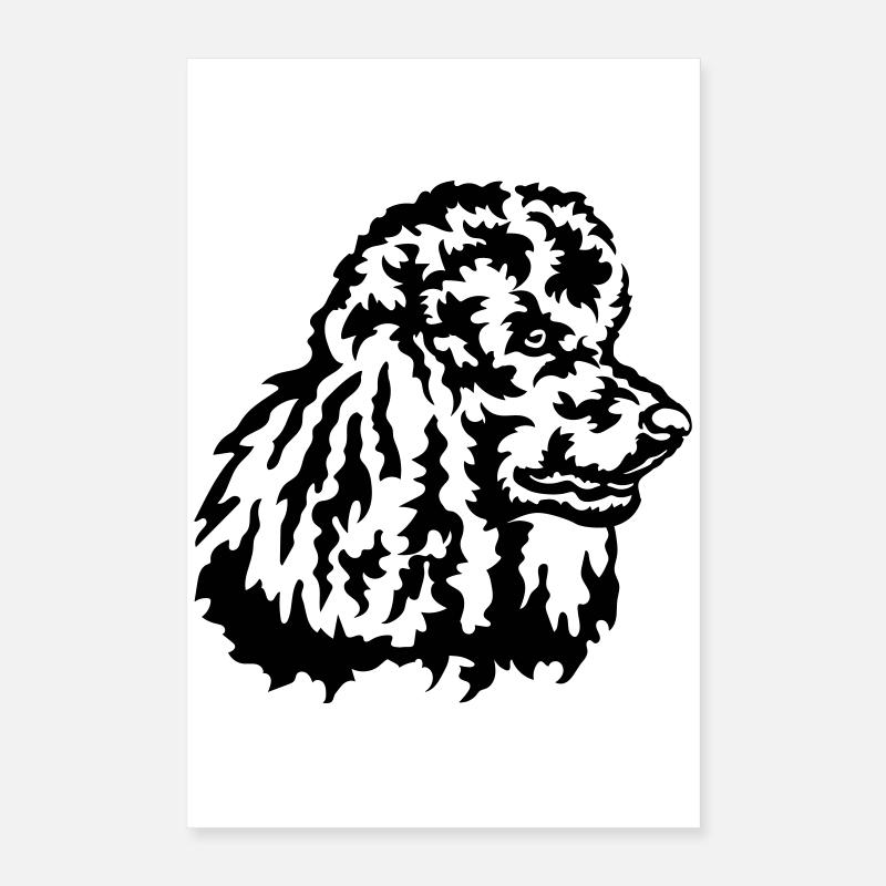 Grosse tête de caniche Poster 40 x 60 cm