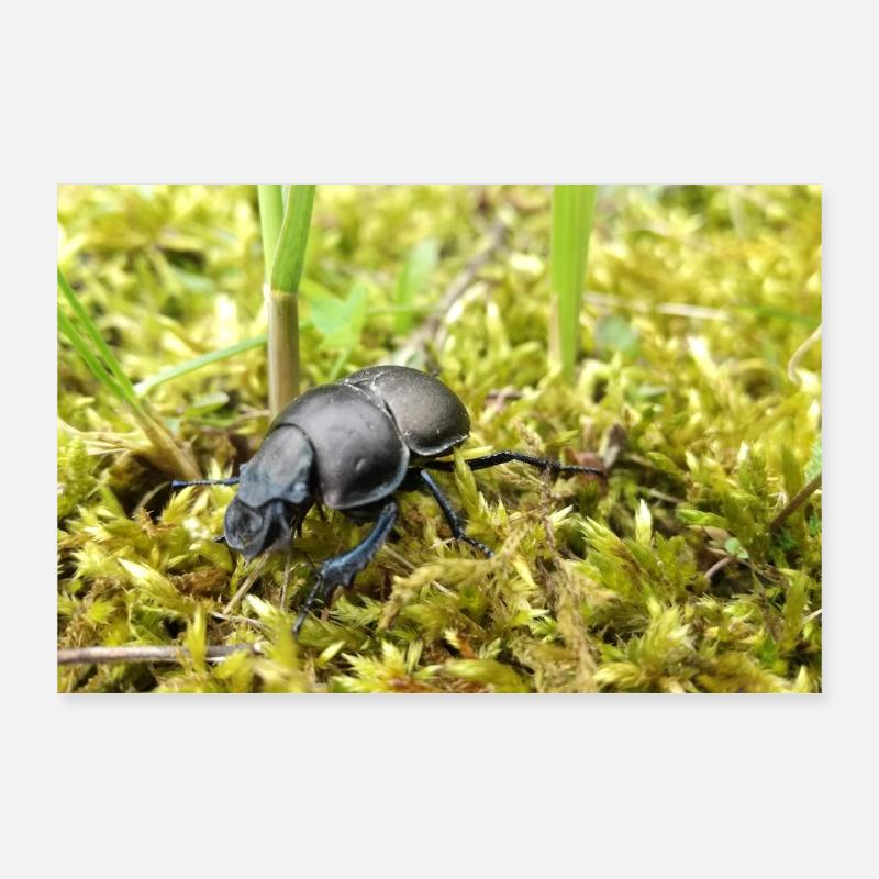 Les insectes de bouse Poster 90 x 60 cm