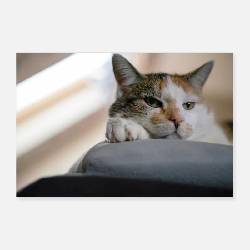 Ruhende Katze - Poster 90x60 cm - Weiß