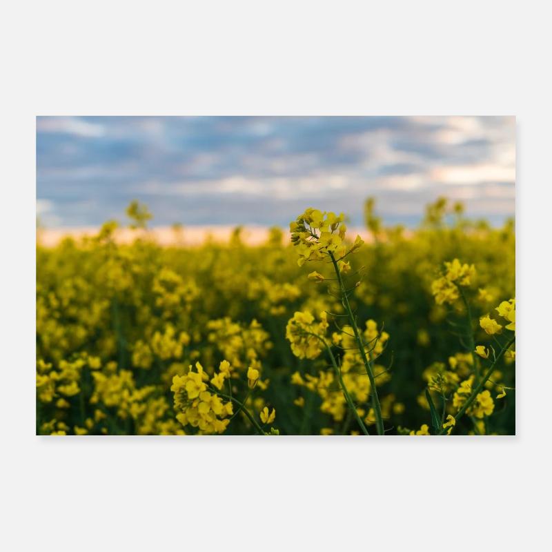 Magnificent rapeseed field Poster 36" x 24" (90x60 cm)