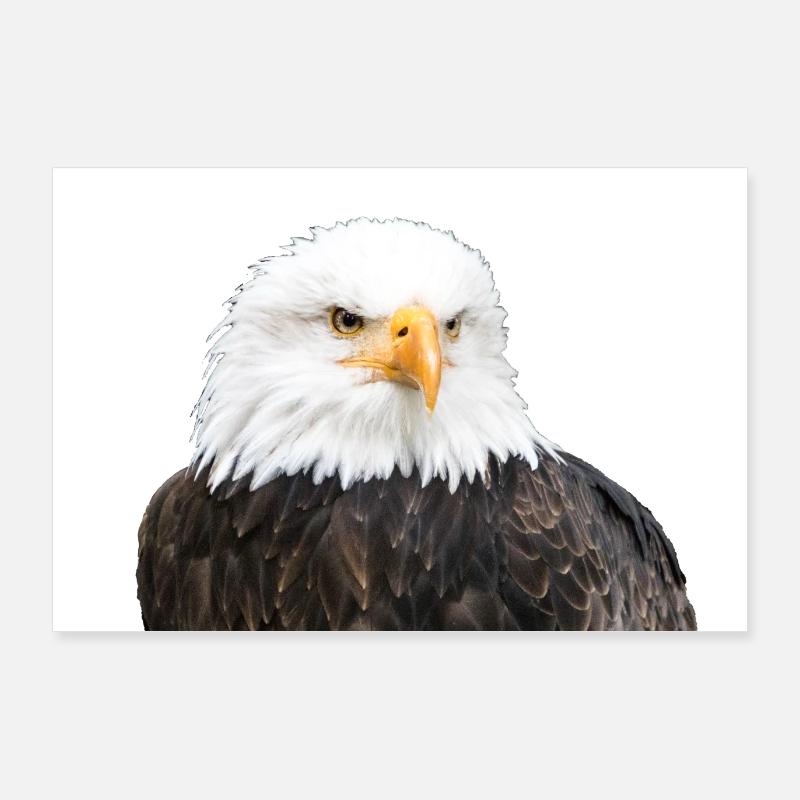 Eagle Poster 36" x 24" (90x60 cm)