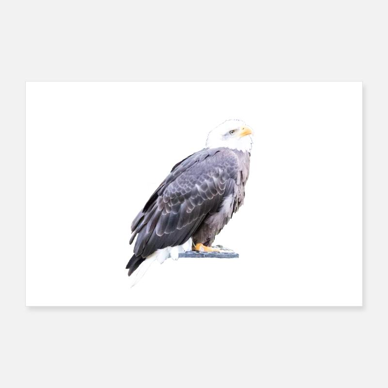Aigle Poster 90 x 60 cm