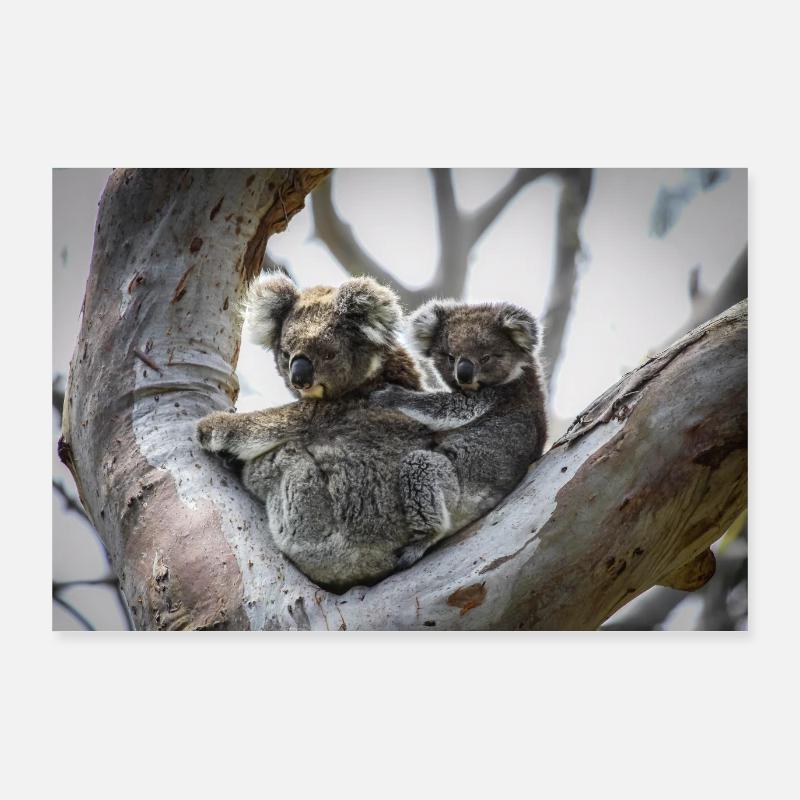 Maman et bébé Koala Poster 90 x 60 cm