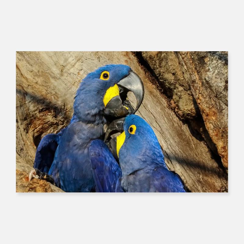 Loving Hyacinth Macaws Poster 36" x 24" (90x60 cm)
