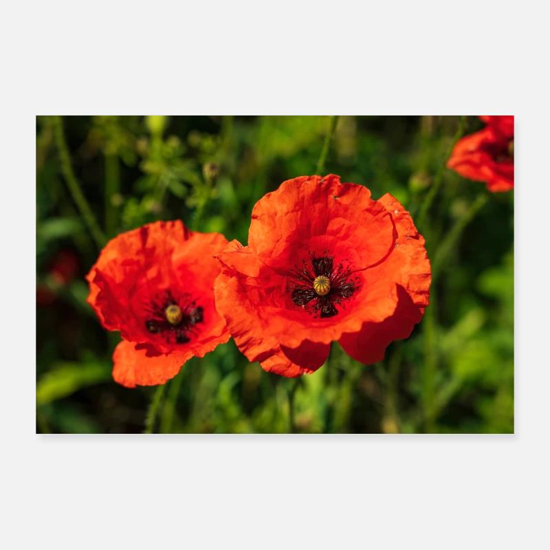 Rote Mohn-Blüten - Poster 90x60 cm - Weiß