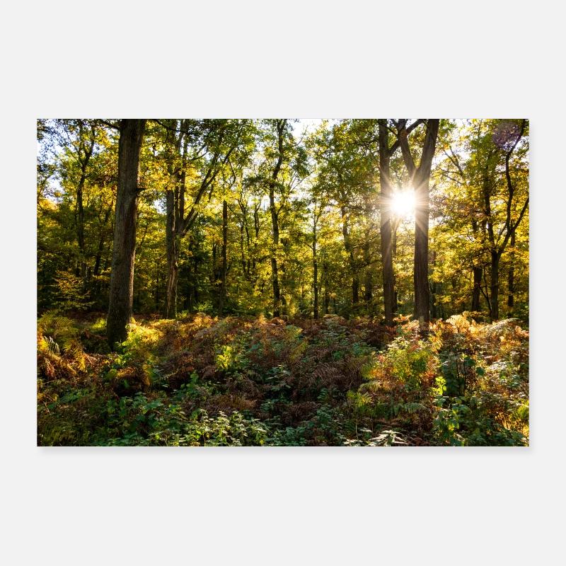 Ursprünglicher Wald im Abendlicht - Poster 90x60 cm - Weiß