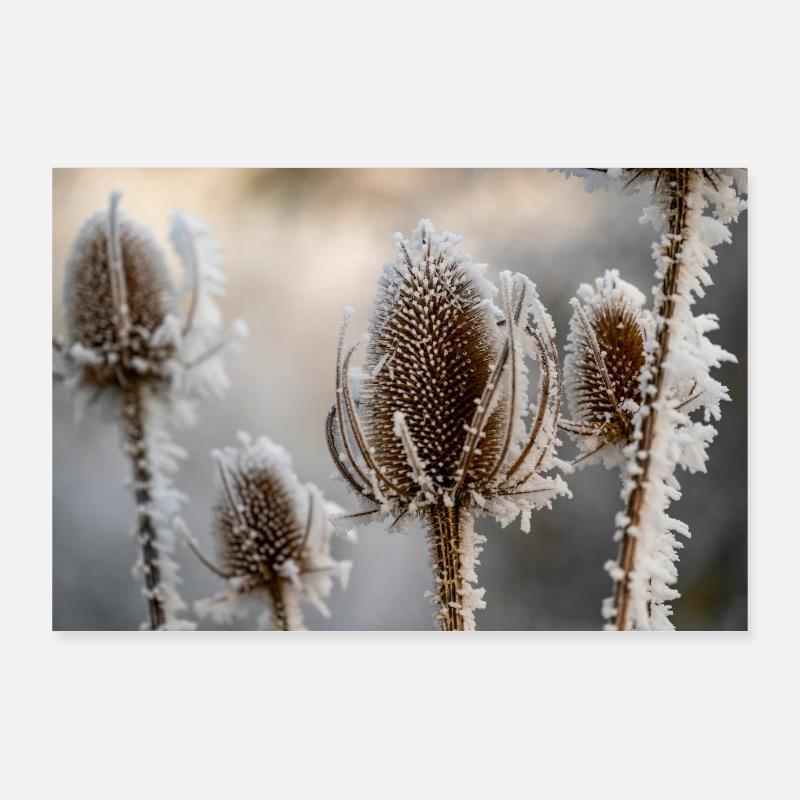 Ice covered wild teasel in winter Poster 36" x 24" (90x60 cm)