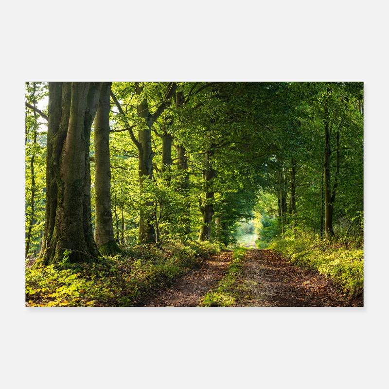 Waldweg im Abendlicht - Poster 90x60 cm - Weiß