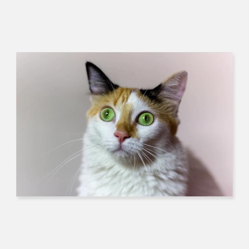 Die Katze Poster 90x60 cm