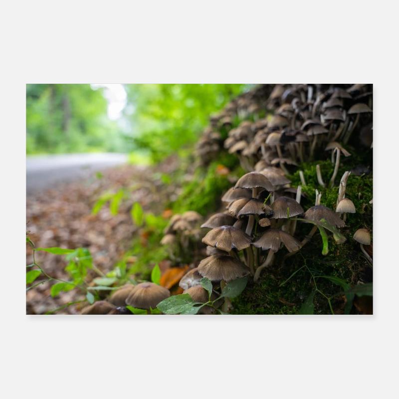 Pilze im Herbst - Poster 90x60 cm - Weiß