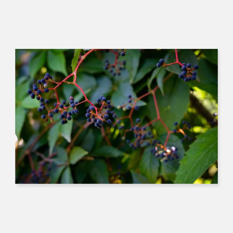 Efeu Beeren Poster 90x60 cm