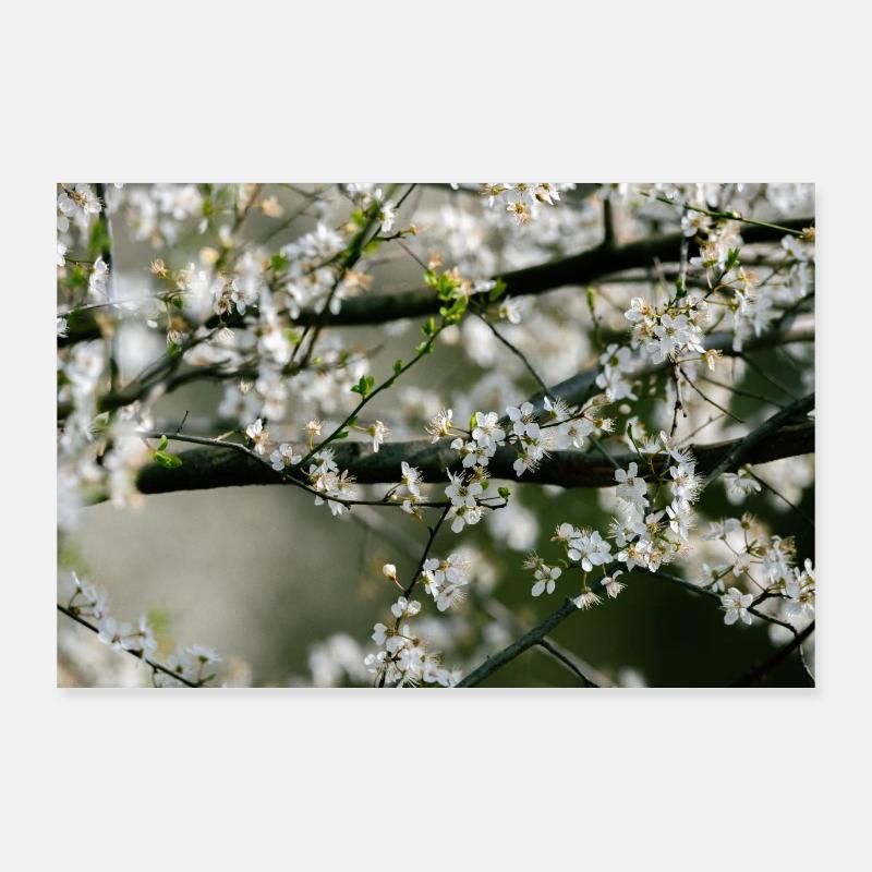 Fleurs sur branches Poster 90 x 60 cm