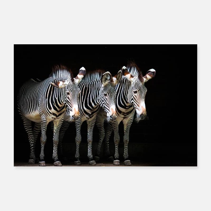 three zebras Poster 36" x 24" (90x60 cm)