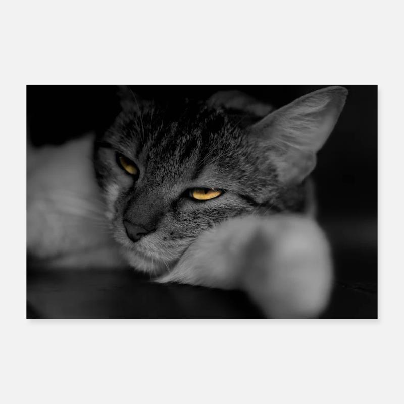 Die Katze mit dem schrecklichen Blick Poster 90x60 cm