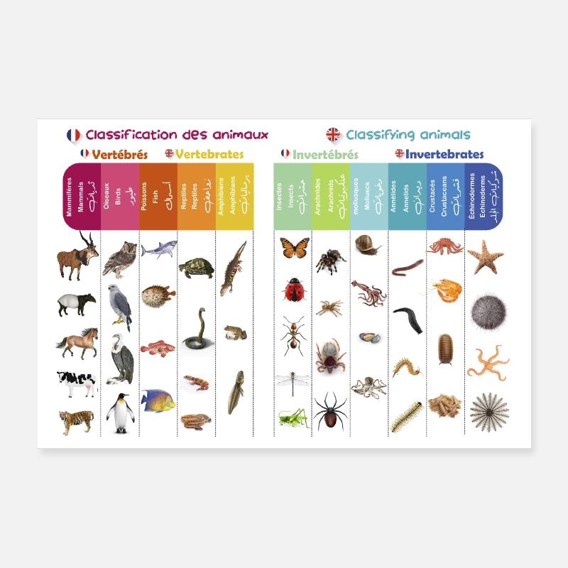 Affiche classification des animaux Poster 90 x 60 cm